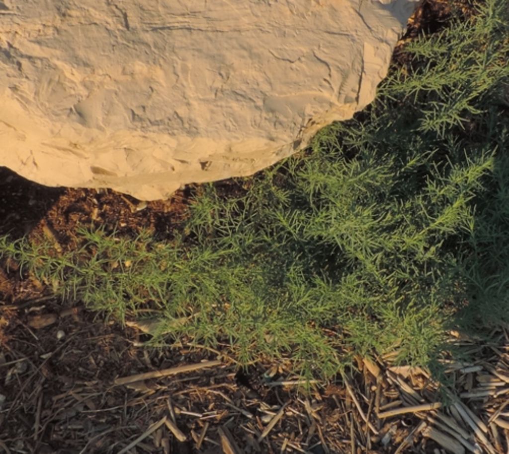 Scogli e detriti legnosi:  Salsola sp.  (Chenopodiaceae)